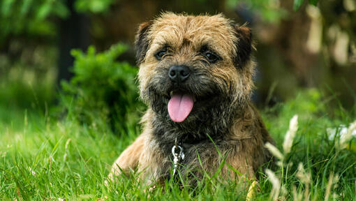 Red border terrier sales puppies